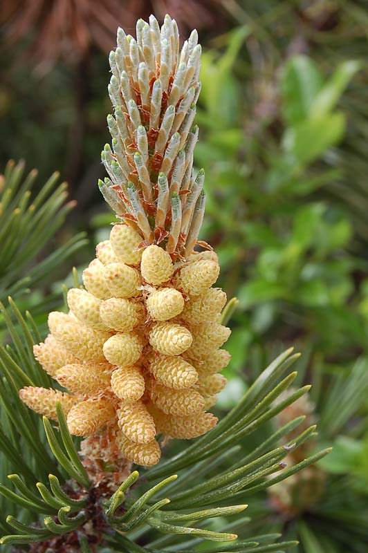 Pinus mugo / Pino mugo